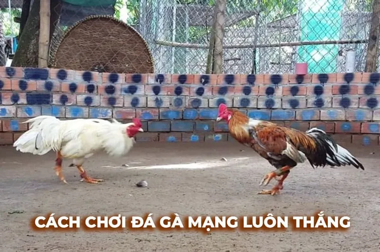 Hé Lộ Cách Chơi Đá Gà Sabong Tại 789P Chuẩn Dân Chuyên 1 Hé Lộ Cách Chơi Đá Gà Sabong Tại 789P Chuẩn Dân Chuyên
